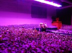 9A - Induction Grow Lights