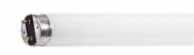 Aurora V T8-48 Inch Fluorescent Bulb